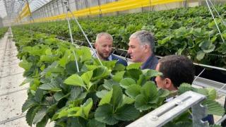 Первый урожай земляники вырастили в теплицах Ставрополья