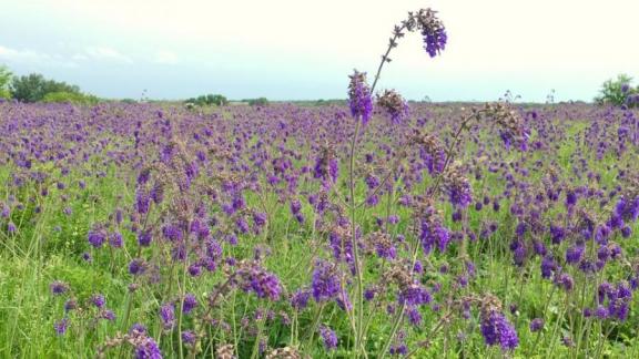 На Ставрополье увеличили численность краснокнижного шалфея