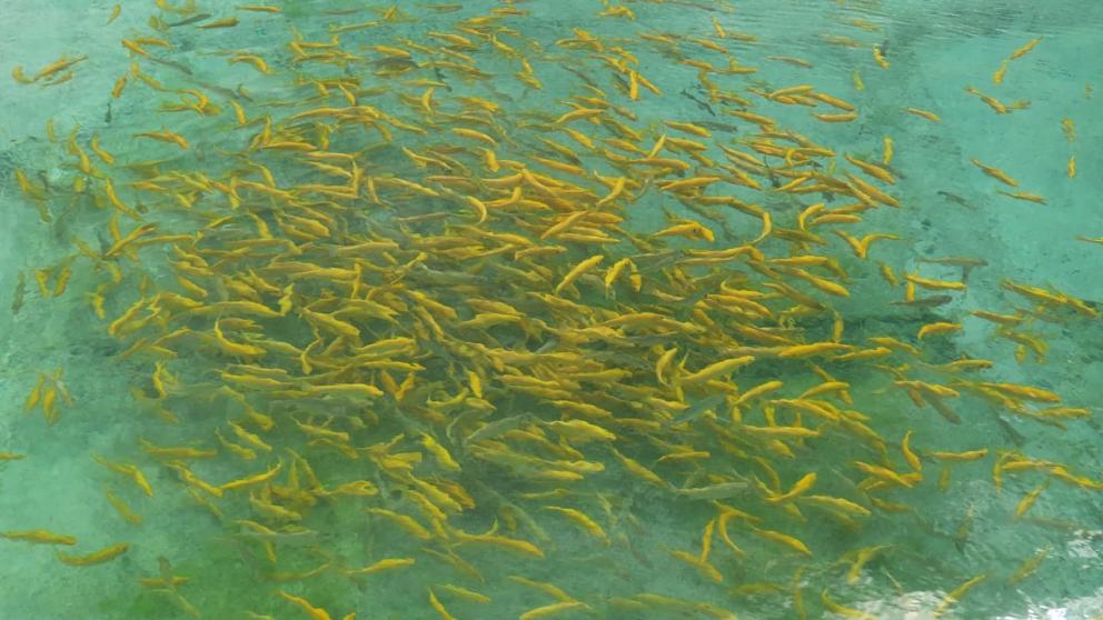 На Ставрополье форелевое хозяйство производит до 30 тонн живой рыбы