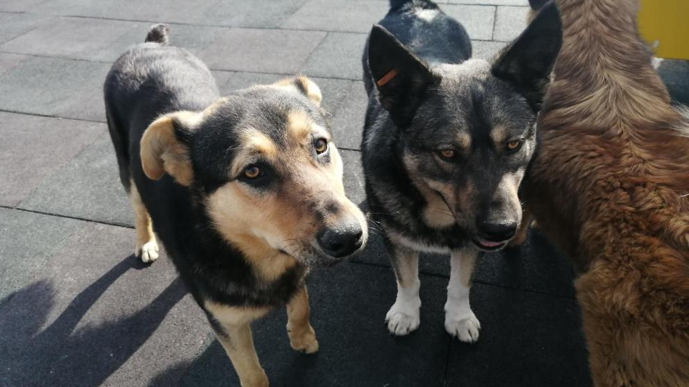 В Ставрополе после нападения бродячей собаки на ребёнка возбуждено уголовное дело
