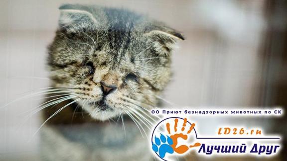 В Ставрополе единственный приют для животных на грани закрытия