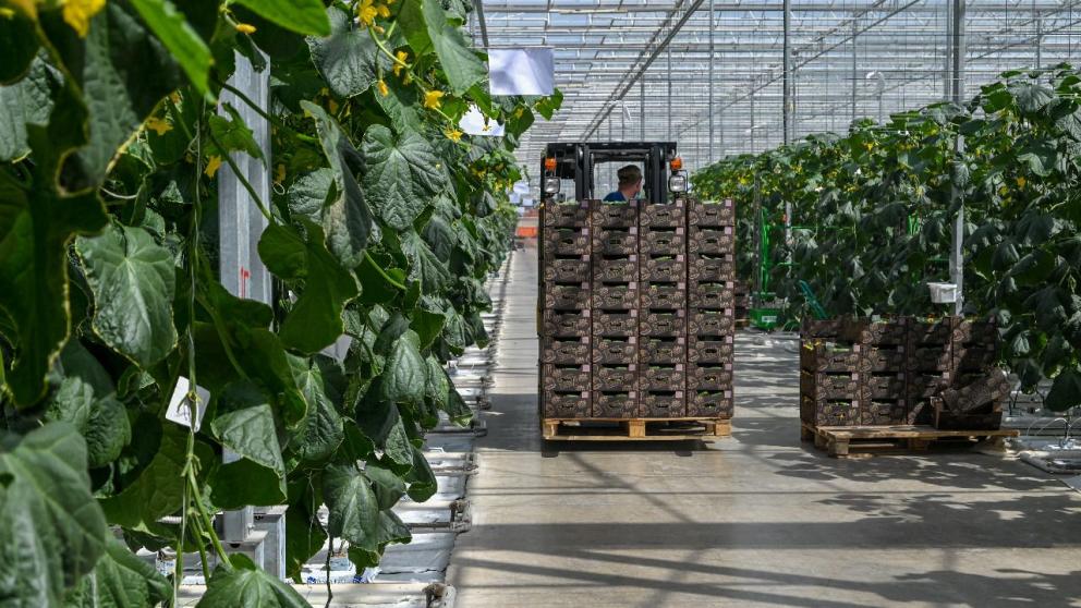 На Ставрополье с начала года выросло производство тепличных огурцов