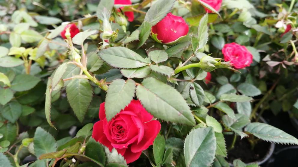 Глава Ставрополья поздравил жительниц края с Международным женским днём