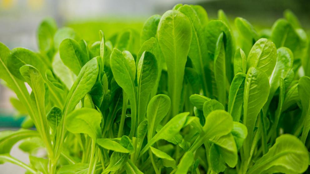 В Предгорном округе Ставрополья собрали первый в году урожай зелени