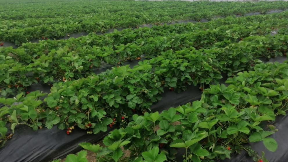 Садоводы Кочубеевского округа готовятся к сбору урожая