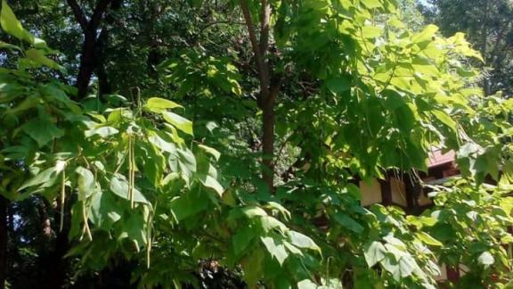 В Ессентуках средства курортного сбора направят на озеленение парка