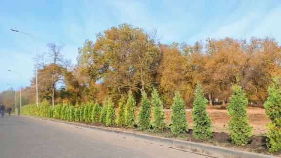 В Пятигорске высадили новую аллею из сотни туй