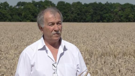 Как на Ставрополье разворачивается уборка зерновых