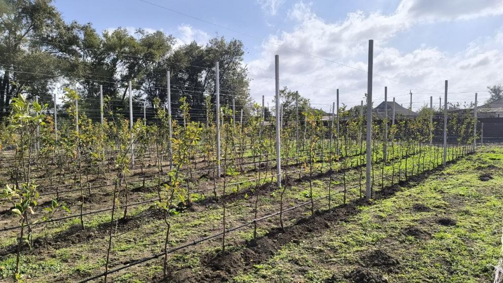 В школе города Ипатово заложили фруктовый сад из 500 деревьев