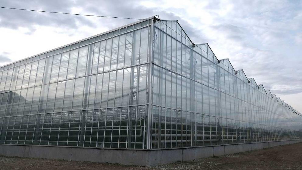 Ставрополье входит в пятёрку лидеров России в сфере тепличного овощеводства