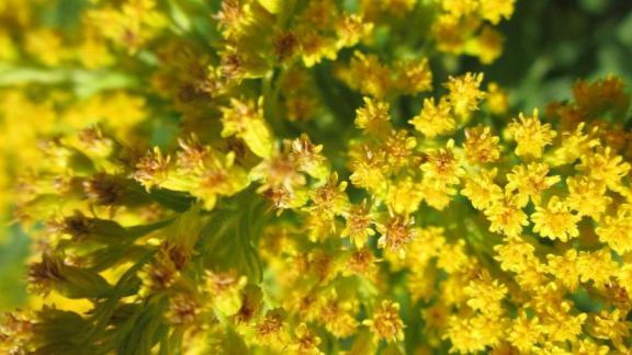 Городскую территорию в Кисловодске обработают реактивами от амброзии