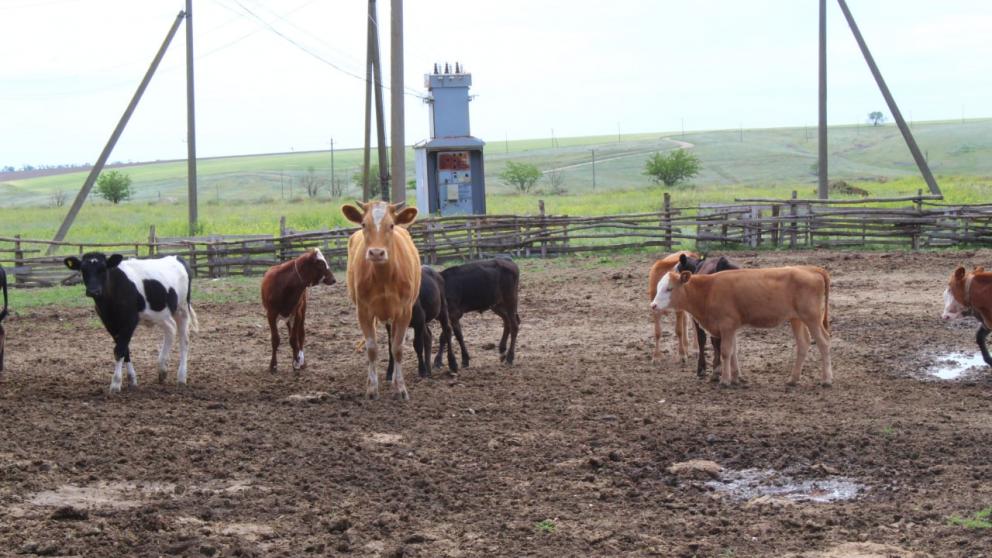 На Ставрополье при грантовой поддержке появилась семейная ферма