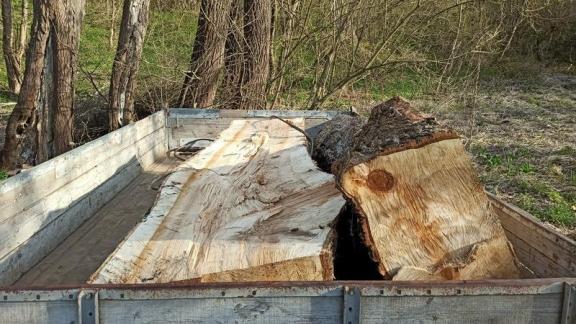 В Кировском округе Ставрополья незаконно срубили тополь на 65 тысяч рублей