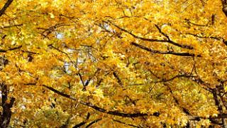 Ближайшие выходные на Ставрополье будут солнечными