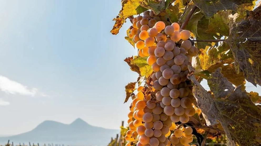 Депутаты Ставрополья уточнили субъекты господдержки в области виноградарства и виноделия