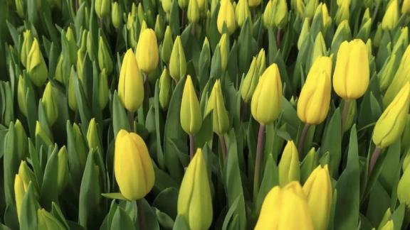 Более 30 тысяч тюльпанов, роз и эустом выращивают в Предгорном округе Ставрополья