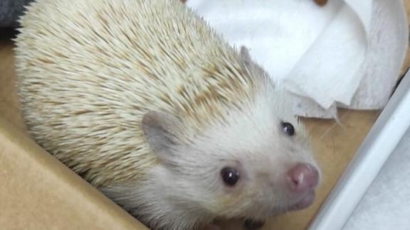 В Шпаковской ветклинике приняли в качестве пациента ежа