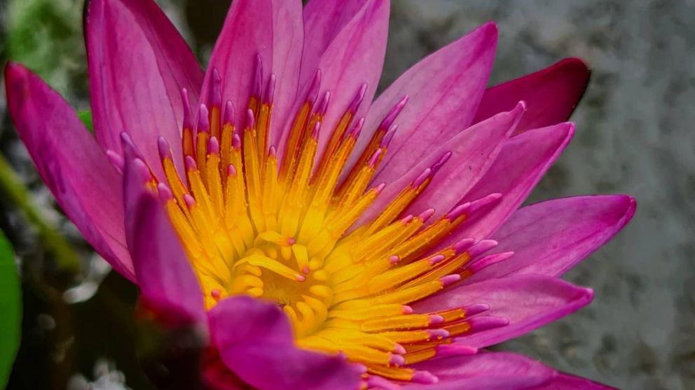 В Ставропольском ботаническом саду расцвела тропическая кувшинка