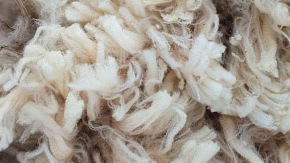 Более 4 тысяч тонн шерсти произвели на Ставрополье в 2021 году