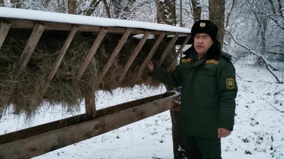 На Ставрополье егеря в дикой фауне подкармливают живность