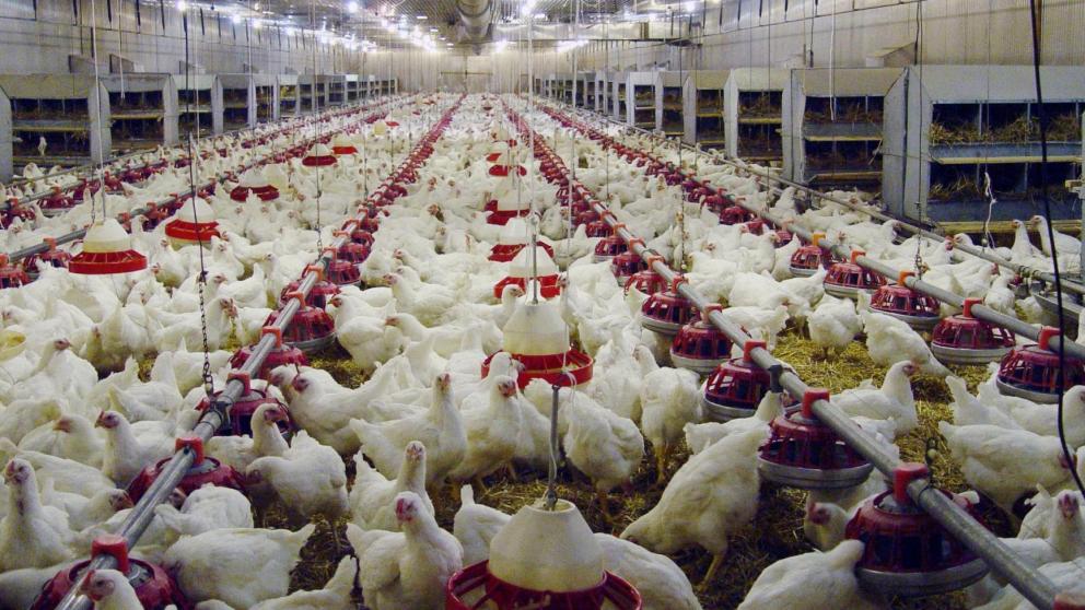 На Ставрополье племенные птицеводческие хозяйства смогут получить господдержку