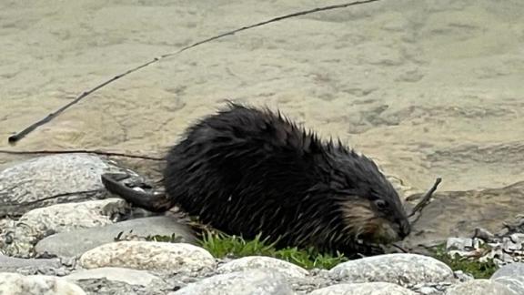 В курортное озеро Железноводска вернулась ондатра