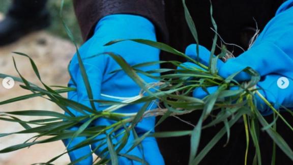 Интенсивное развитие озимых на Ставрополье выявил мониторинг из космоса