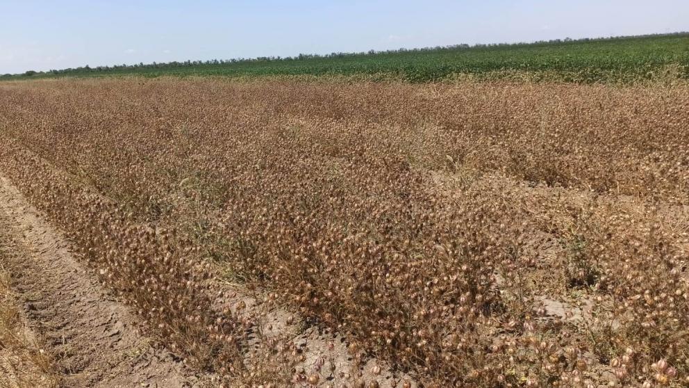 На Ставрополье будут выращивать сертифицированные семена эфиромасличных культур