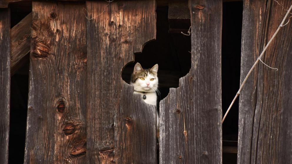 Рецидивист в Кисловодске обокрал чужой сарай на 40 тысяч рублей