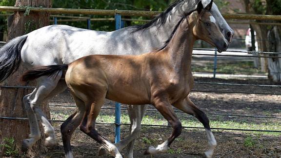 На Ставрополье в 2021 году родилось 4 чистокровных ахалтекинца