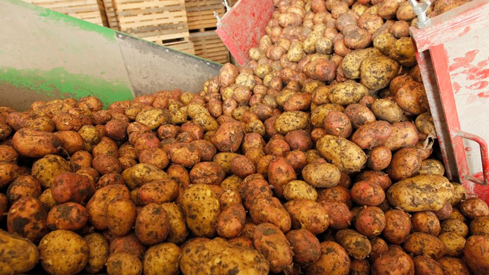 На Ставрополье собрали 137 тысяч тонн картофеля