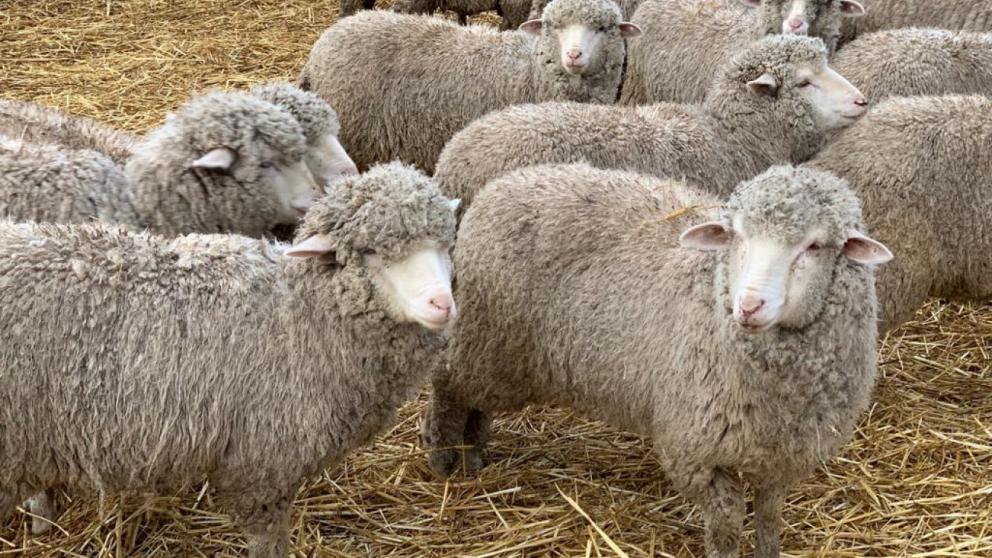 Зимовка скота в Ипатовском округе проходит штатно