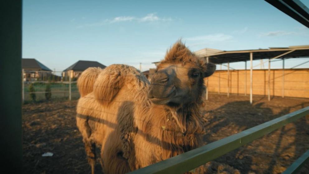 Два хозяйства на Ставрополье получили гранты на развитие агротуризма