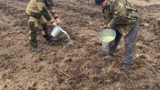 Спасительные лесополосы