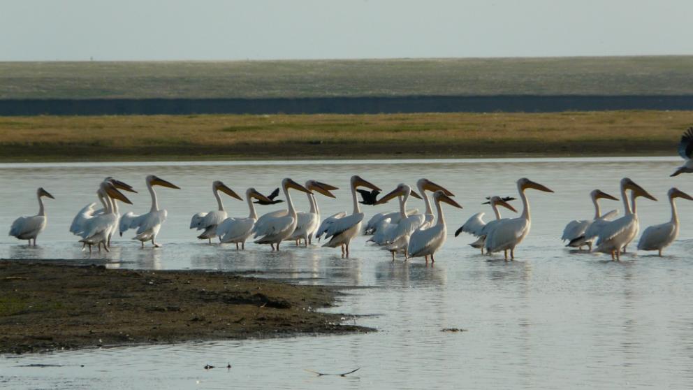 Как на Ставрополье реализуется госпрограмма «Охрана окружающей среды»