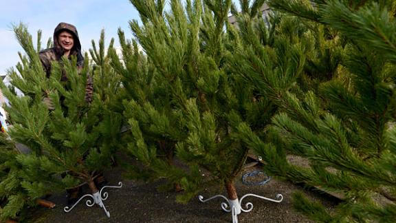 Где в Ставрополе купить новогоднюю ёлку?