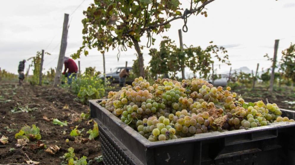 Губернатор Ставрополья отметил рост популярности сельского туризма в крае