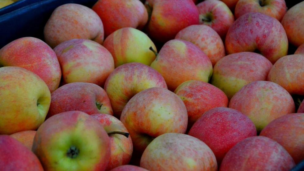 В Георгиевском округе Ставрополья приступили к сезонной переработке яблок