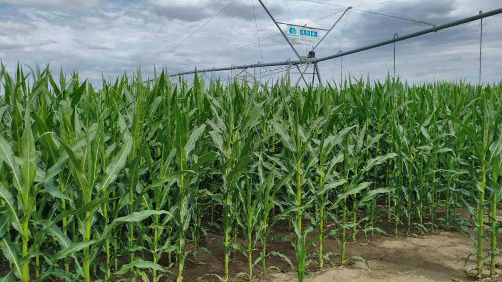 Губернатор Ставрополья: На развитие мелиорации направим более миллиарда рублей