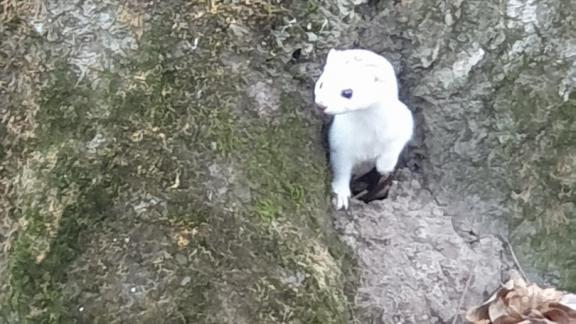 На Холодных родниках в Ставрополе нашли белую ласку