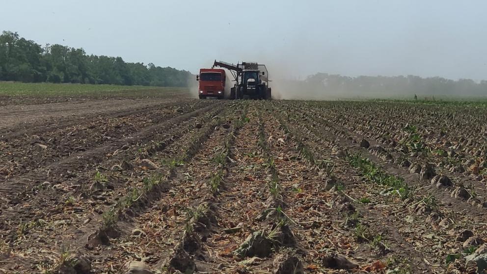На Ставрополье собрали свыше 220 тысяч тонн сахарной свёклы