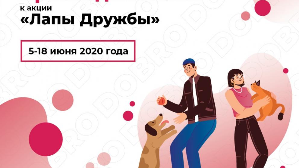 На Ставрополье волонтёры Конституции помогают животным