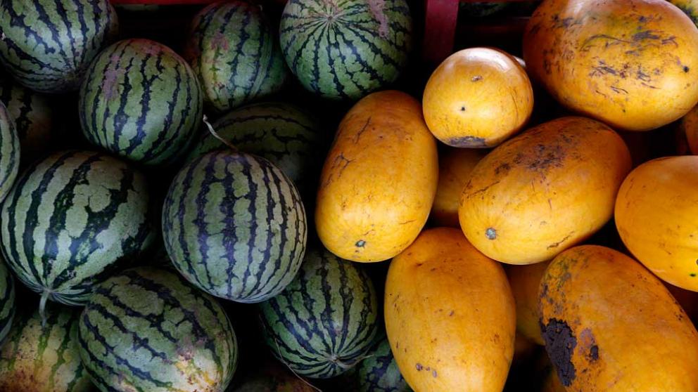 В Нефтекумском округе Ставрополья создадут ферму по выращиванию арбузов и дынь