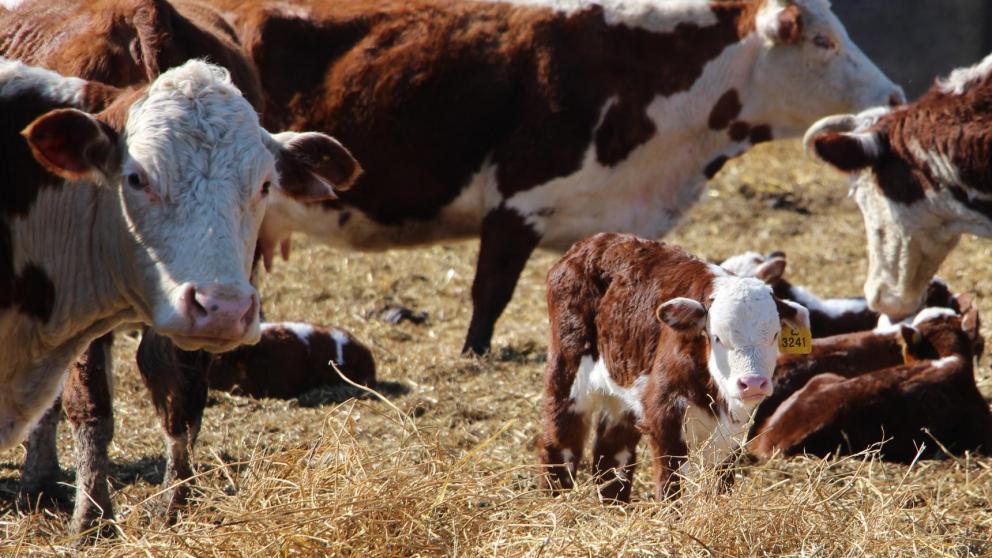 Более 7,6 тысяч ягнят появились на свет в Ипатовском округе Ставрополья 