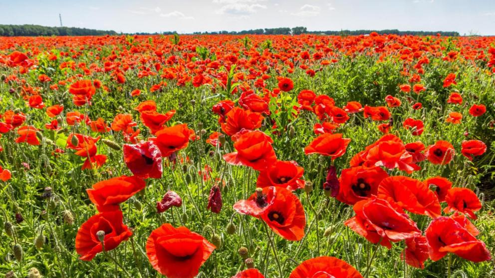 Кусты конопли и мака обнаружили в Георгиевском районе