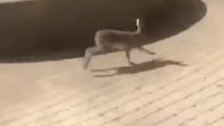 Дикий заяц прогулялся по улице Пирогова в Ставрополе