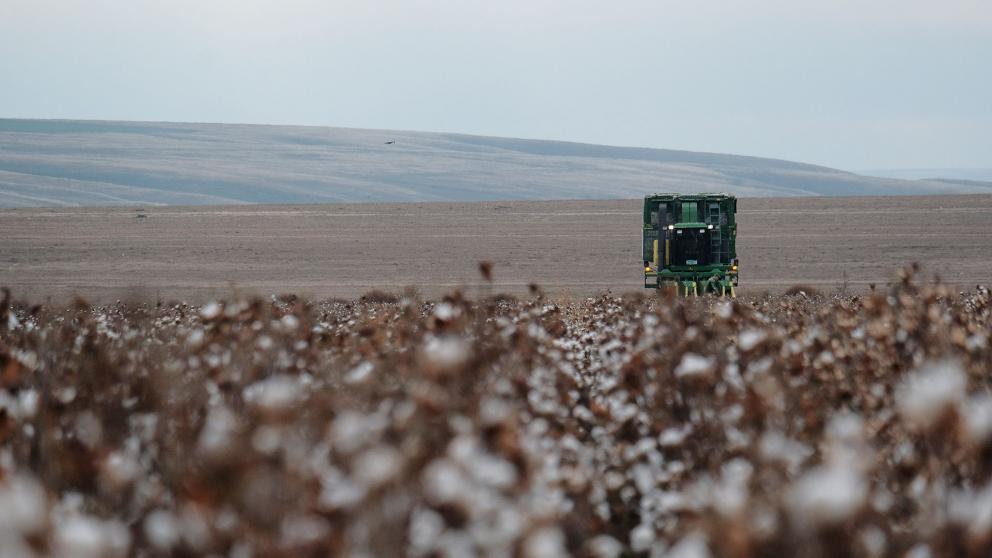 На Ставрополье начали первую в России промышленную уборку хлопка
