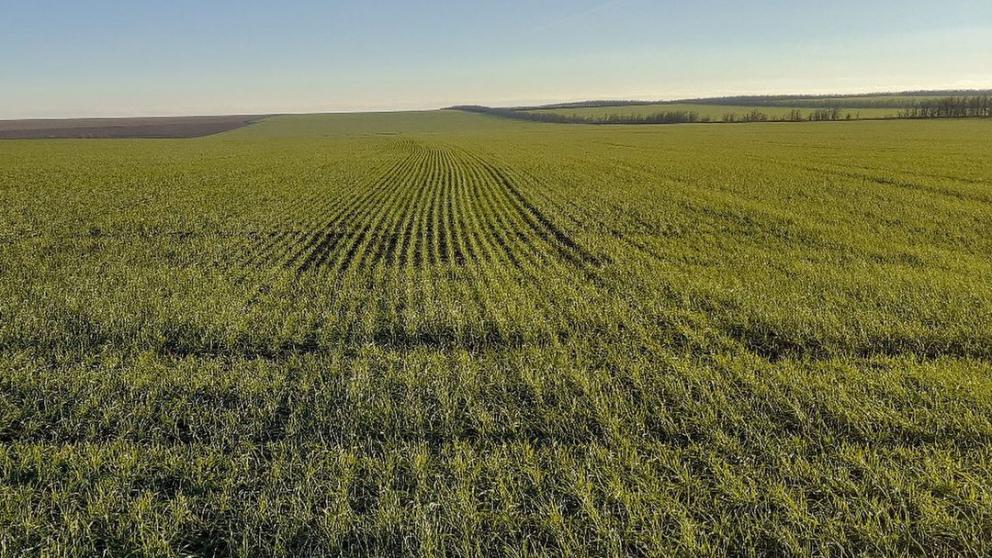 Более 90 процентов озимых взошло на полях в Ставропольском крае