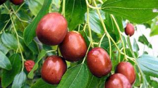 Китайский финик – унаби можно вырастить на даче