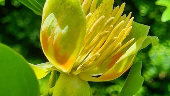 В Ставропольском ботаническом саду зацвело тюльпанное дерево